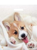 Пакет с вырубной ручкой (38х45)-60 Малыш Веня ламинат Тико 50/500 Пакет с вырубной ручкой (38х45)-60 Малыш Веня ламинат Тико 50/500