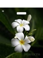 Пакет с вырубной ручкой (42х48)-90 Перфекто Плюмерия Тико 25/300 Пакет с вырубной ручкой (42х48)-90 Перфекто Плюмерия Тико 25/300