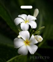 Пакет с вырубной ручкой (42х48)-90 Перфекто Плюмерия Тико  25/400 Пакет с вырубной ручкой (42х48)-90 Перфекто Плюмерия Тико  25/400